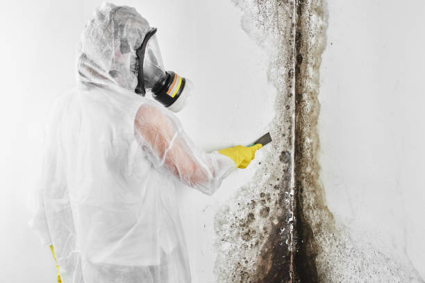 Best Water Damage & Mold Remediation  in Kirbyville, TX